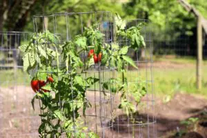Tomatoes growing on vine.