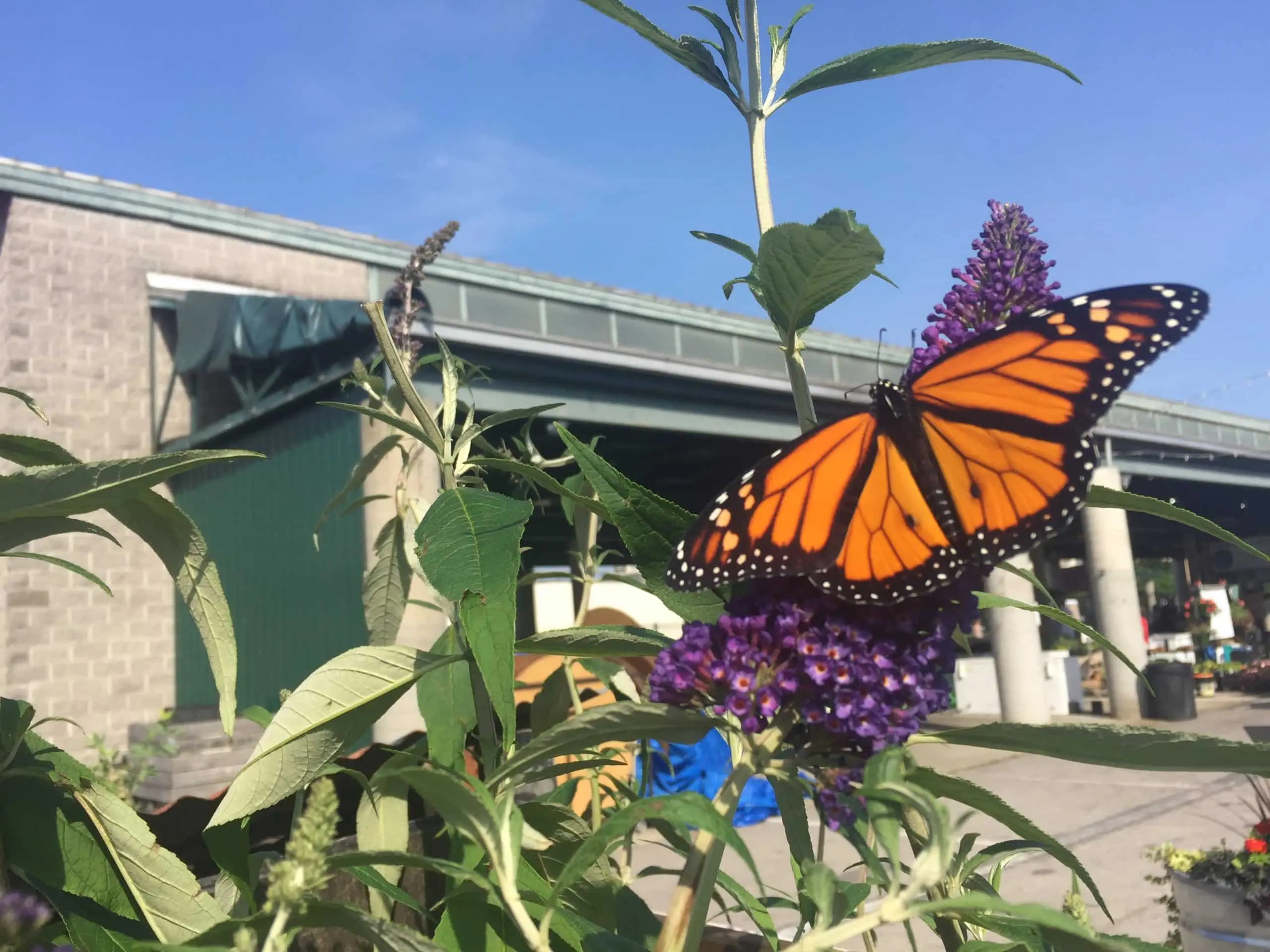 Butterfly on plant Butterfly on plant