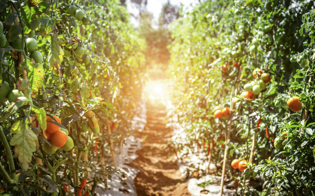 Tips to Grow Your Own Tomatoes