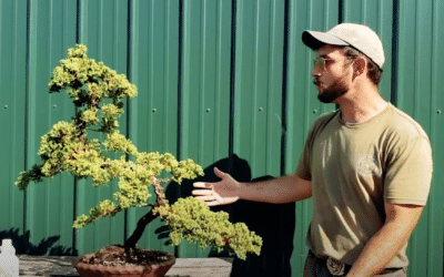 Bonsai Basics