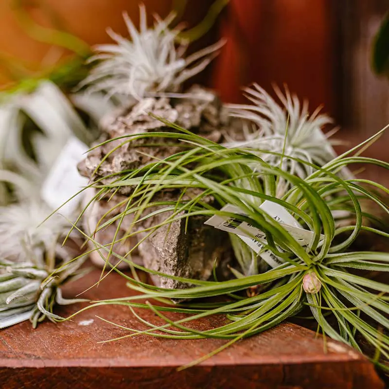 Houseplants Houseplants
