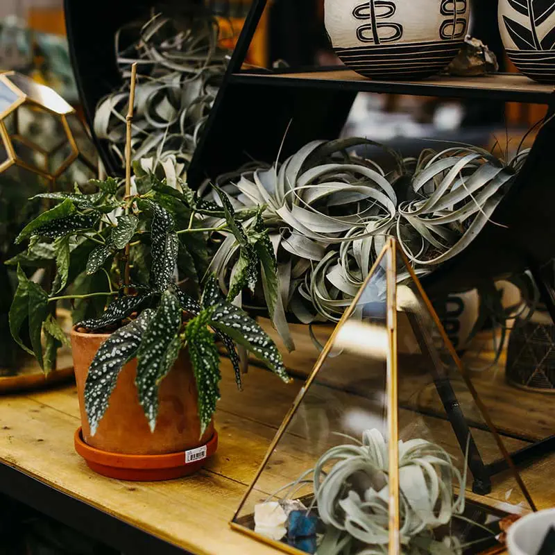 House plants House plants