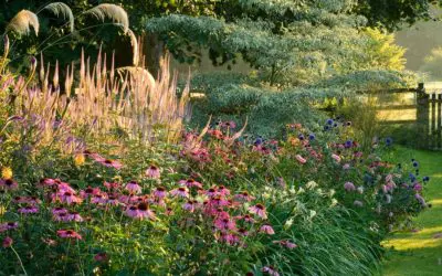 July Landscaping Tips