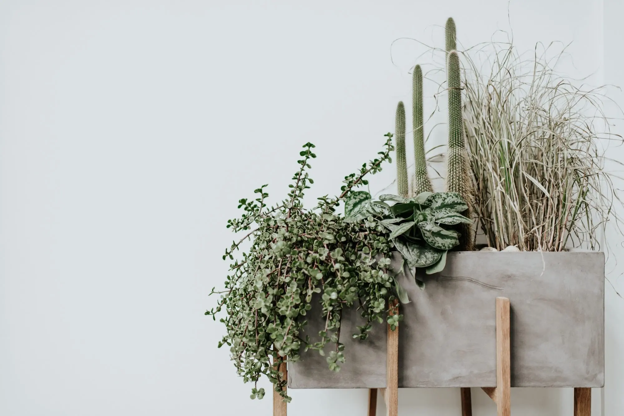 Aesthetic plants and cactus with minimal background interior design Aesthetic plants and cactus with minimal background interior design