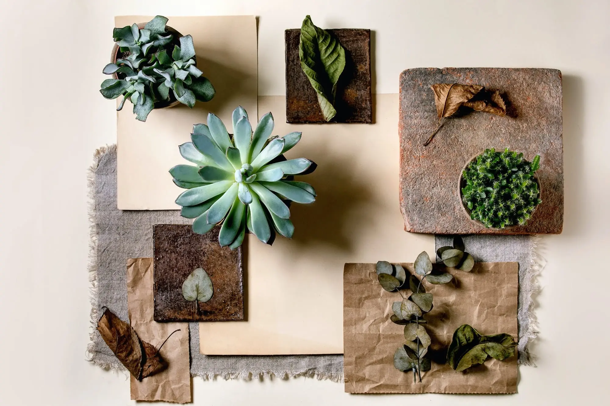 Creative layout squares with plants Creative layout squares with plants