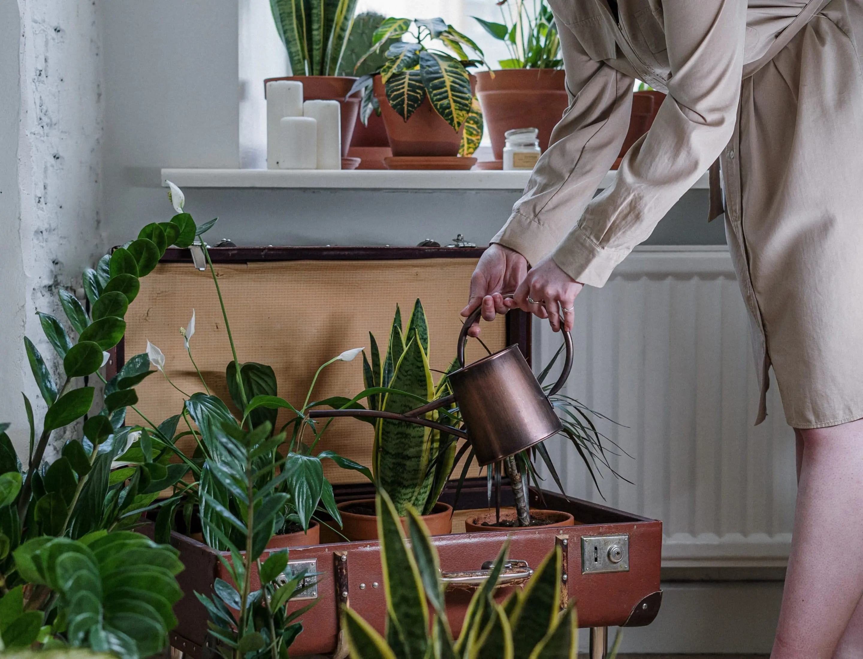 Watering house plants Watering house plants
