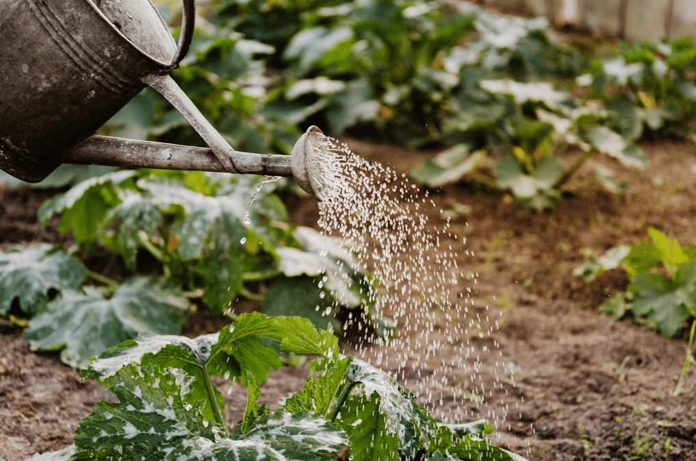 Are You Overwatering Your Landscaping?