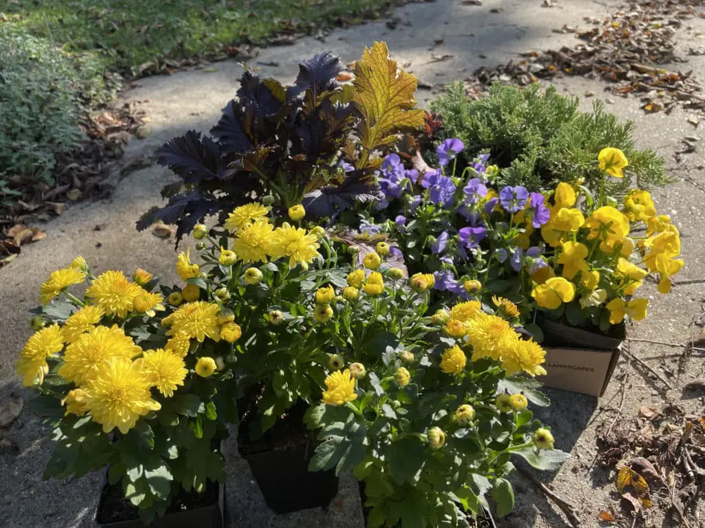 Flowers in ornamental containers