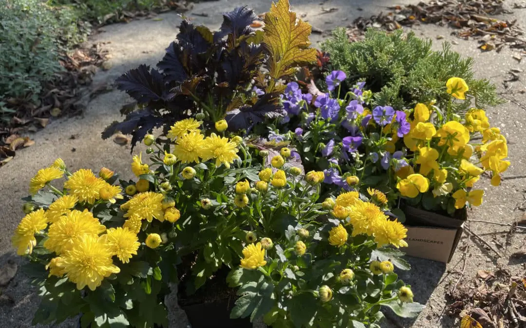 Fall Containers for Front Porch Color
