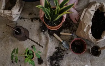 Get Your Plants Through the Cold With Our Best Winter Houseplant Tips