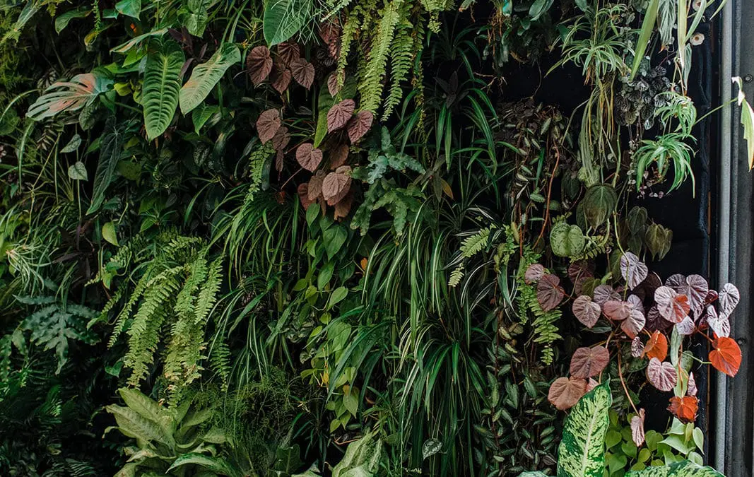 8 Rare Beauties in the Greenhouse