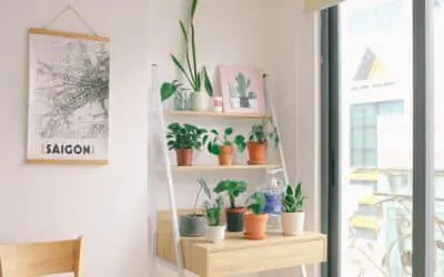 Houseplants for Bright Light