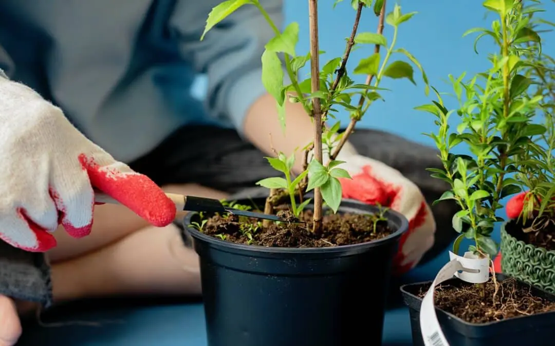 Establishing Plants in the Summer