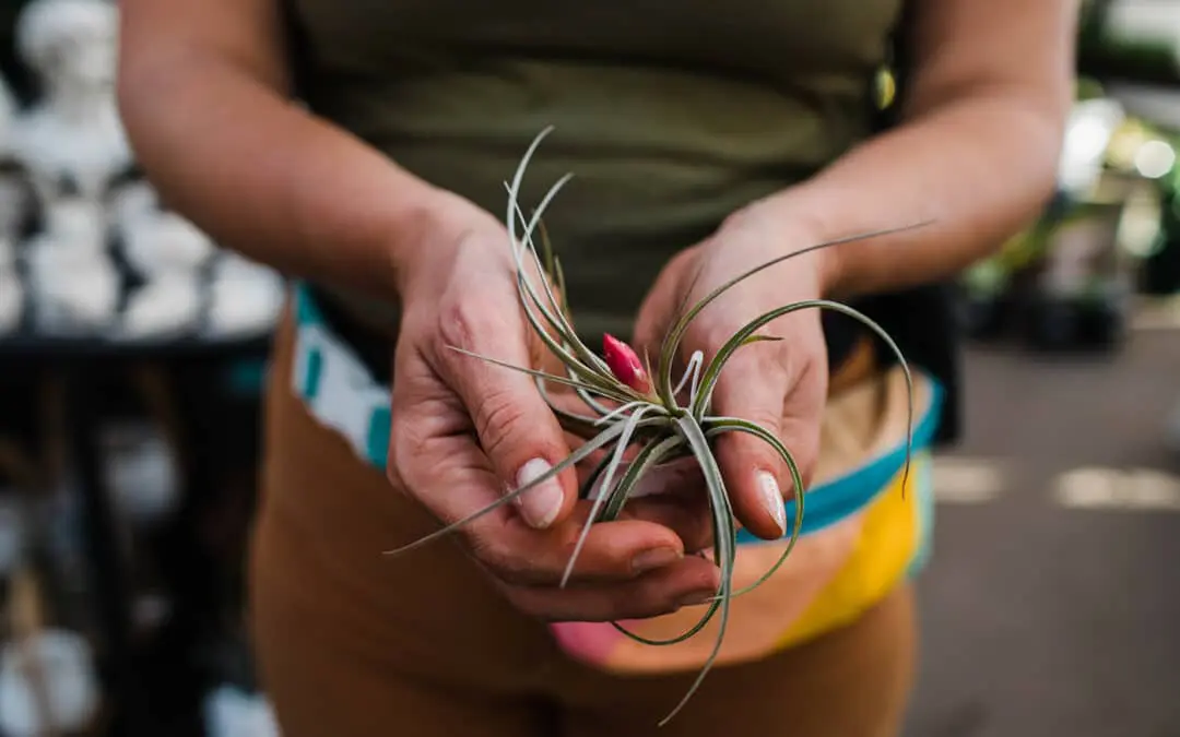 Staff Picks: Houseplants