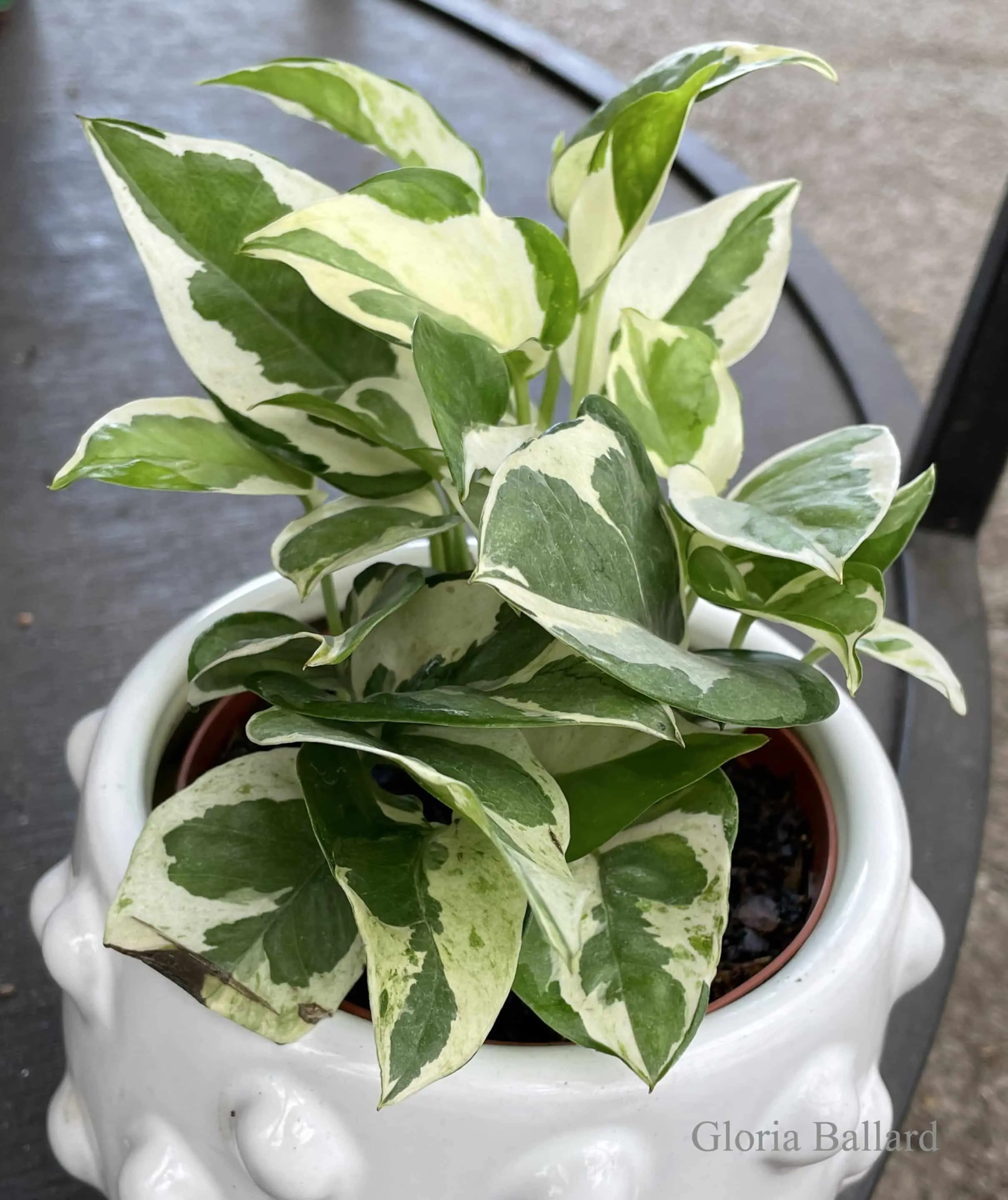 Pothos Pearls and Jade