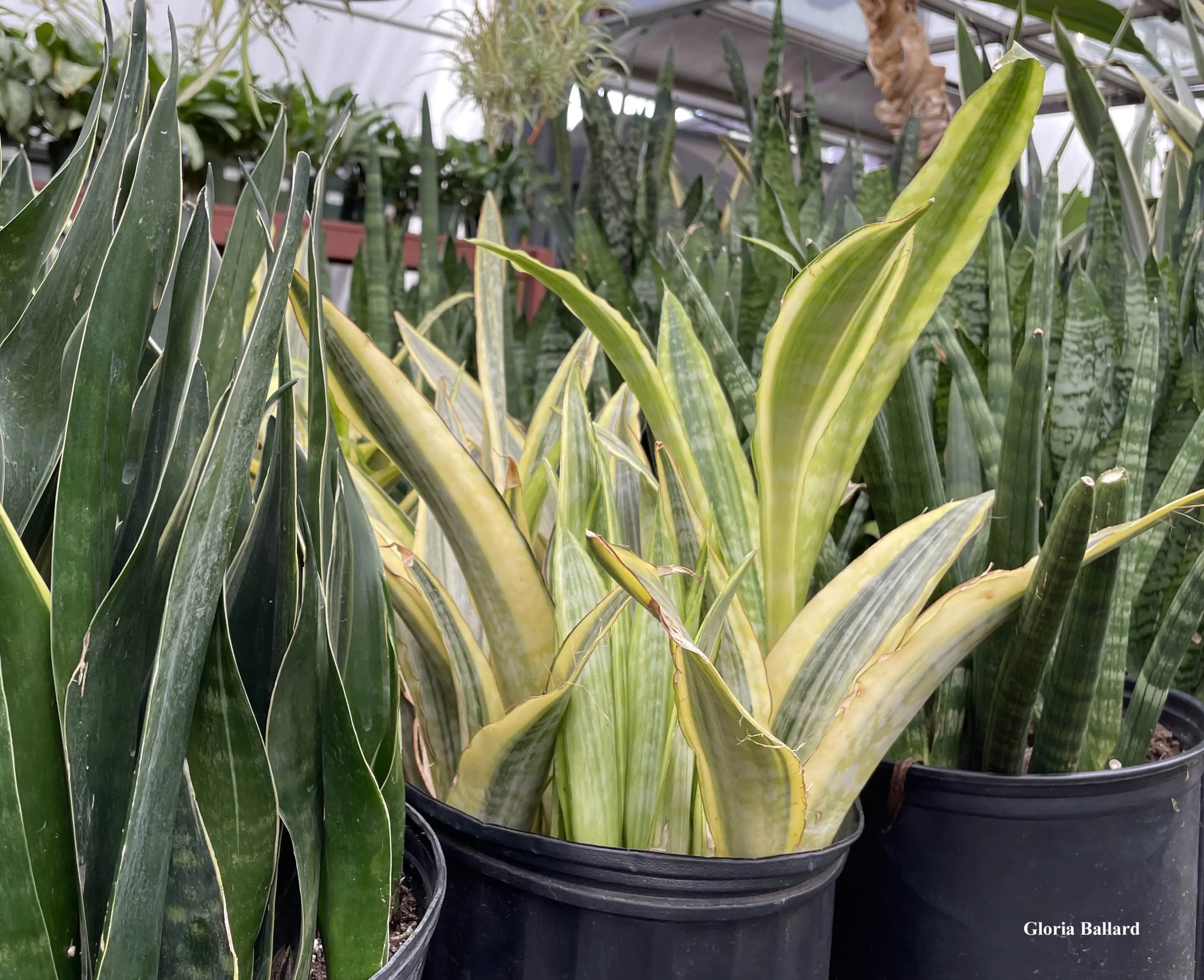 Snake plant