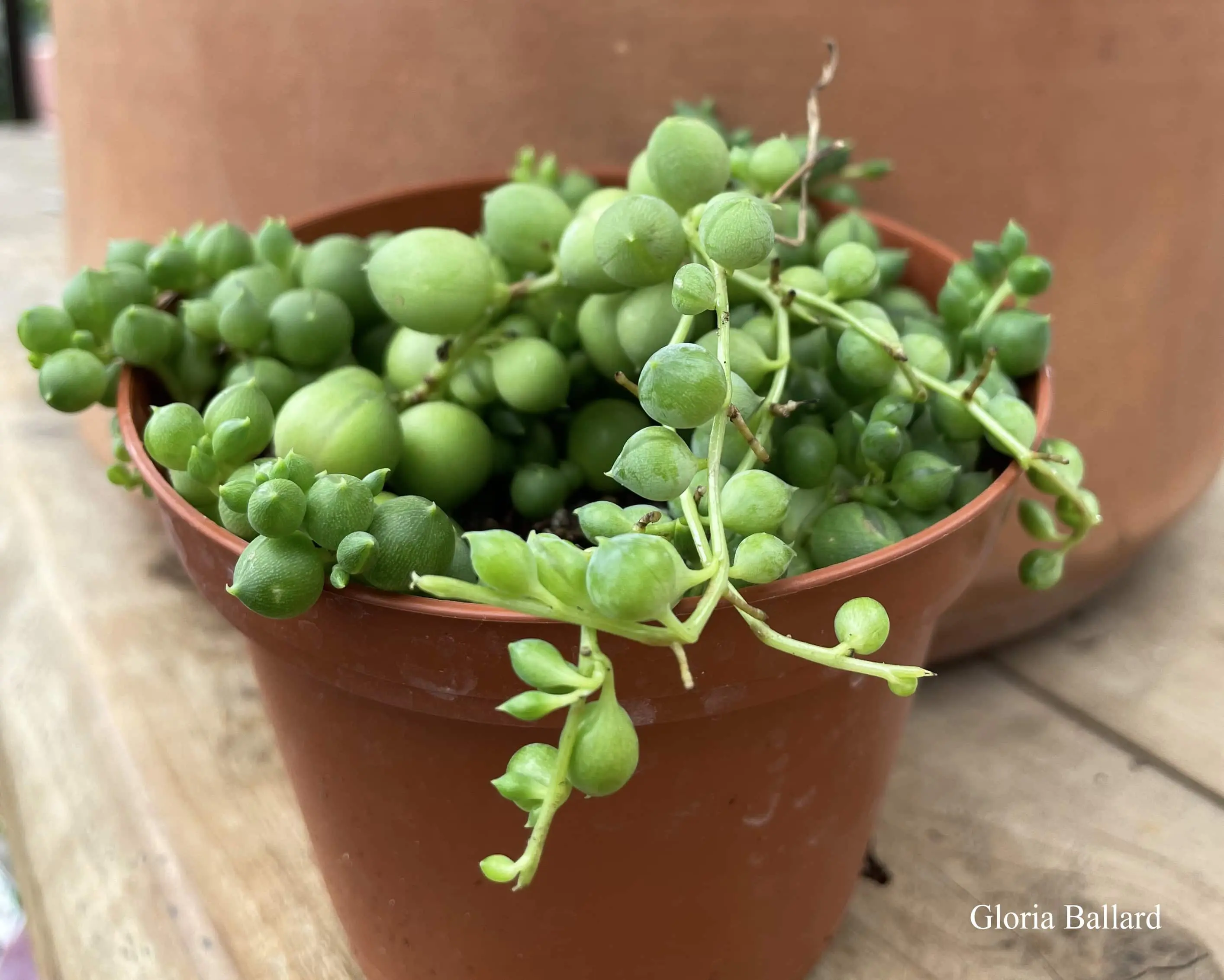 String of Pearls