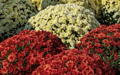 How to Care for Mums