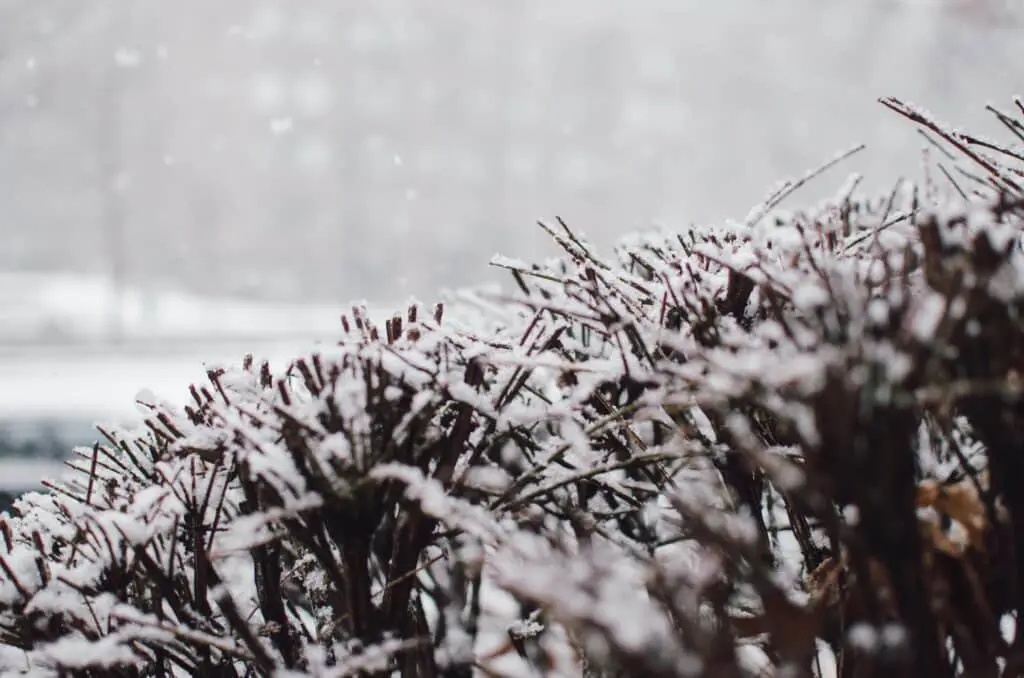 January Landscaping Tips