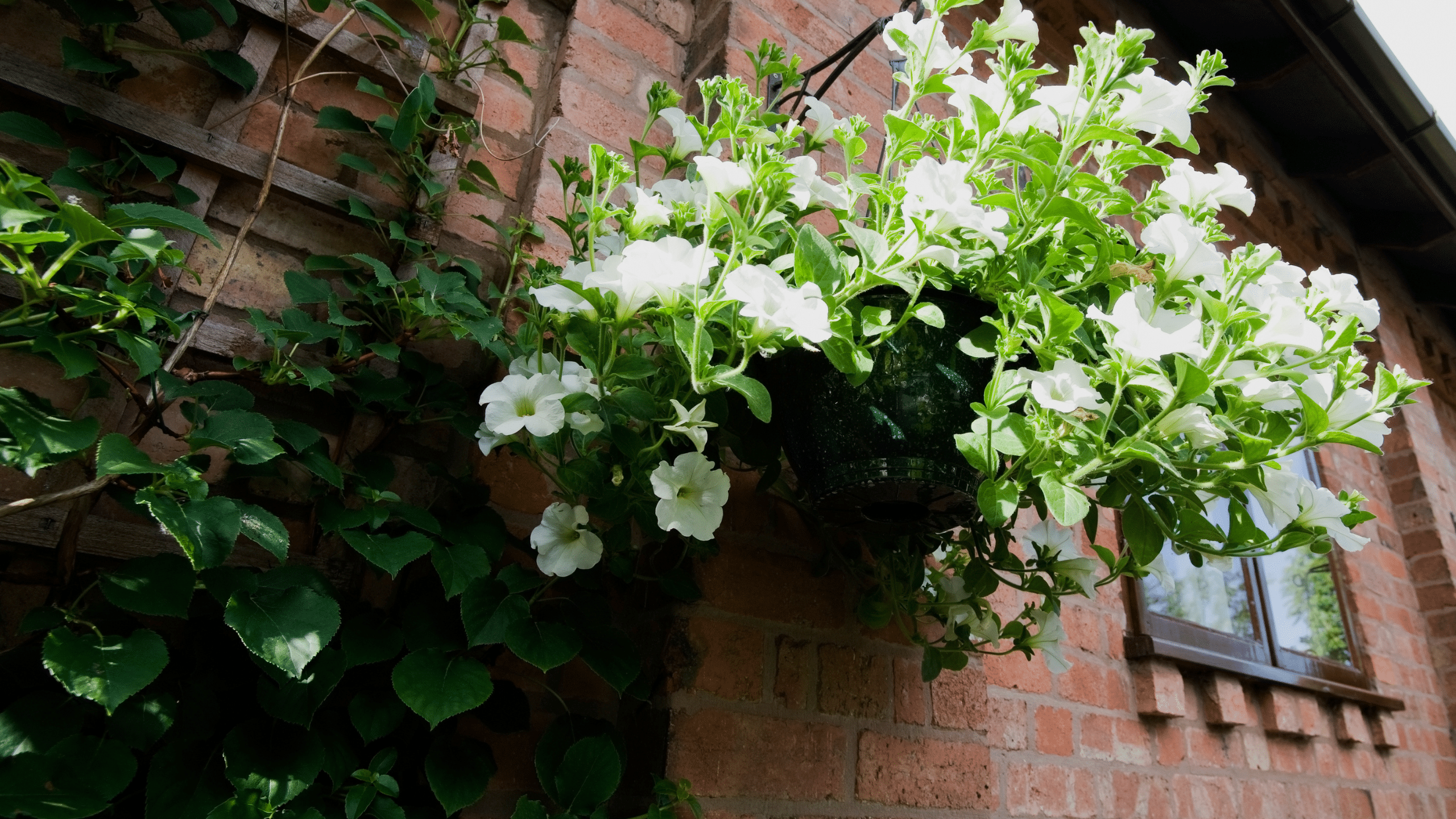 hanging outdoor plants