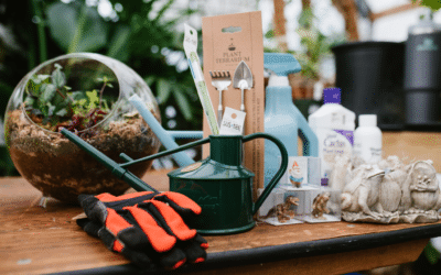 The Art & Care of Terrariums