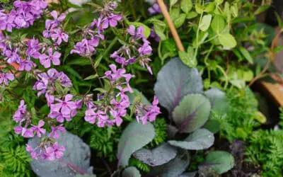 6 Key Elements to Success with Vegetable Gardening