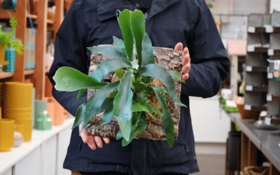 How to Mount a Staghorn Fern