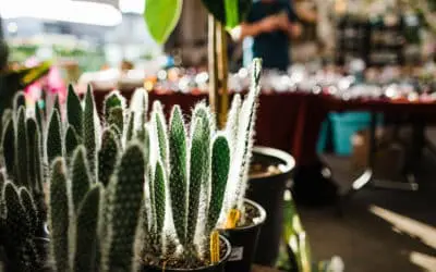 Cacti & Succulent Care