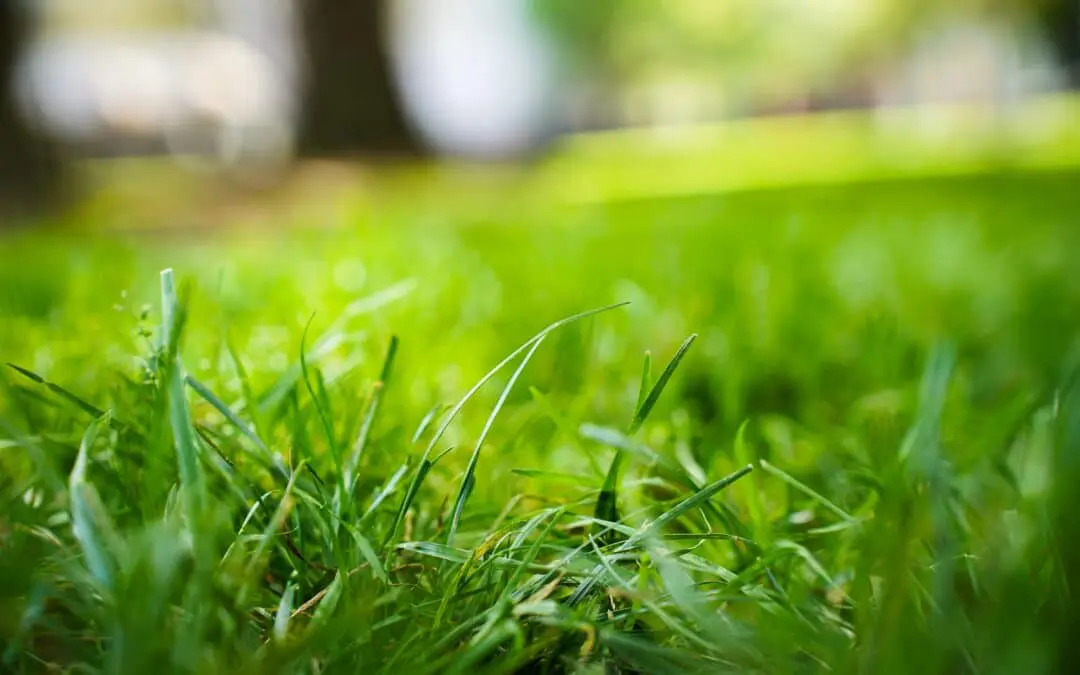 Natural Lawn and Soil Program