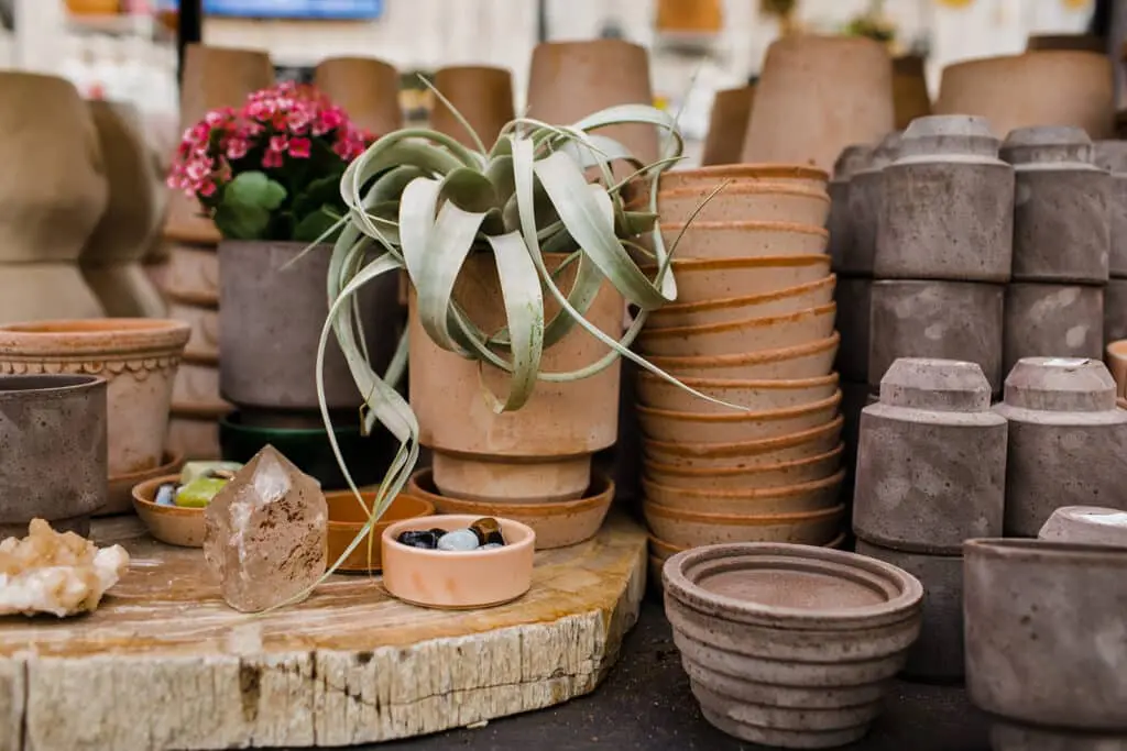 airplants in a pot blog gardens of babylon