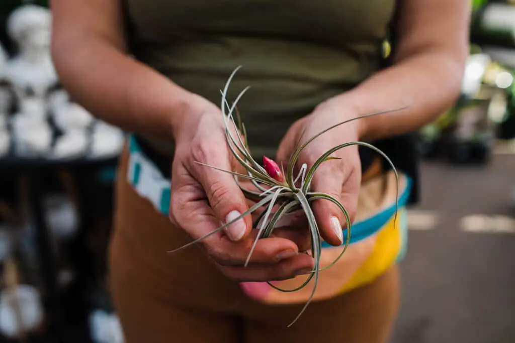 tillandsia-holding-hands-airplants-gardens-of-babylon