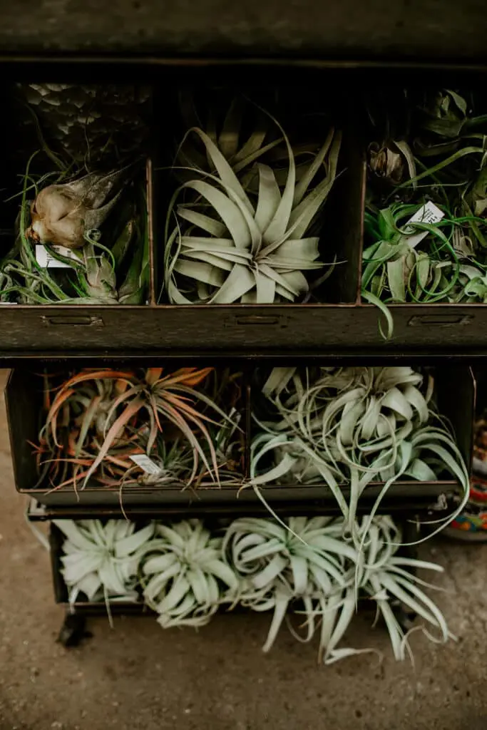 tillandsia-shelf-gardens-of-babylon