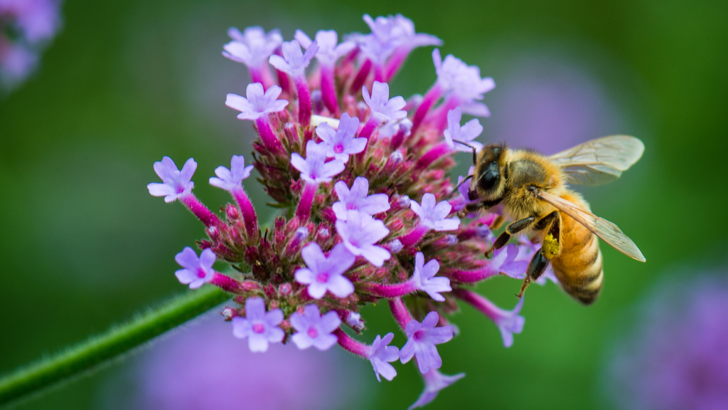pollinators