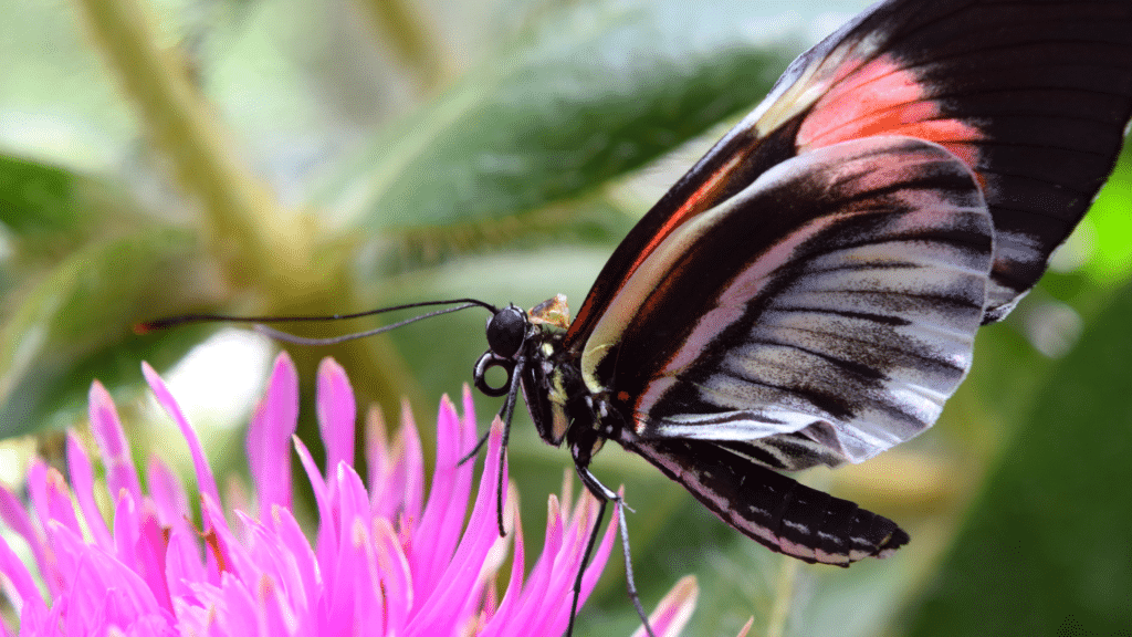 butterfly as pollinator