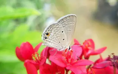 The Pollinators: Unsung Heroes of Our Environment