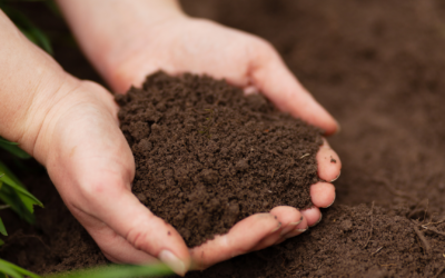 The Importance of Fertilization in Your Landscape