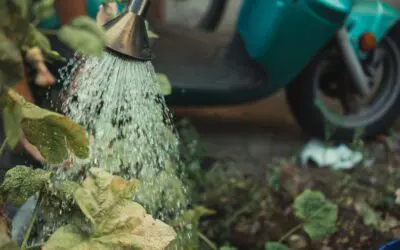 Monitoring and Adjusting Watering