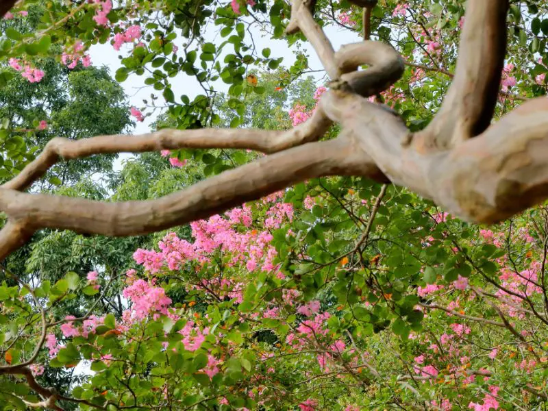 crepe myrtle branches