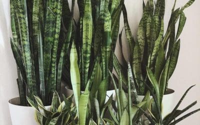 Houseplants for Low-Light Conditions