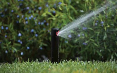 Common Watering Mistakes and How to Avoid Them