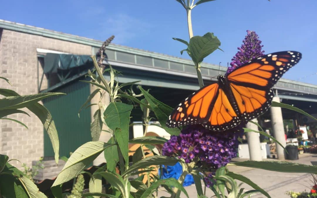 Happy Pollinator Week from Gardens of Babylon Landscapes!