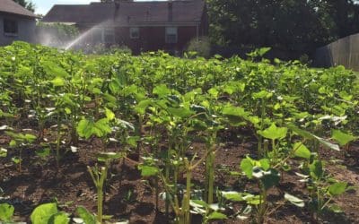 Infuse Organic Nutrients into Soil with Cover Crops