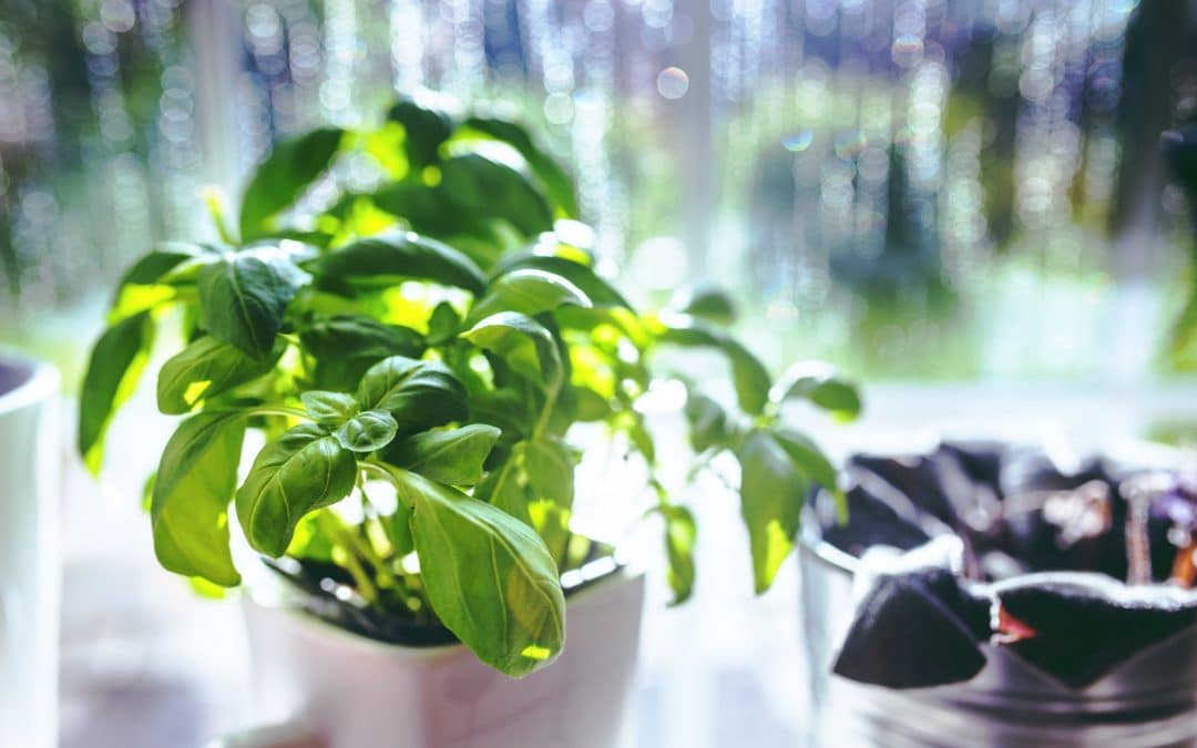 New to gardening? Start with herbs!