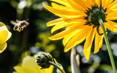 Pollinator Plants To Fill Your Garden With Butterflies & Bees!