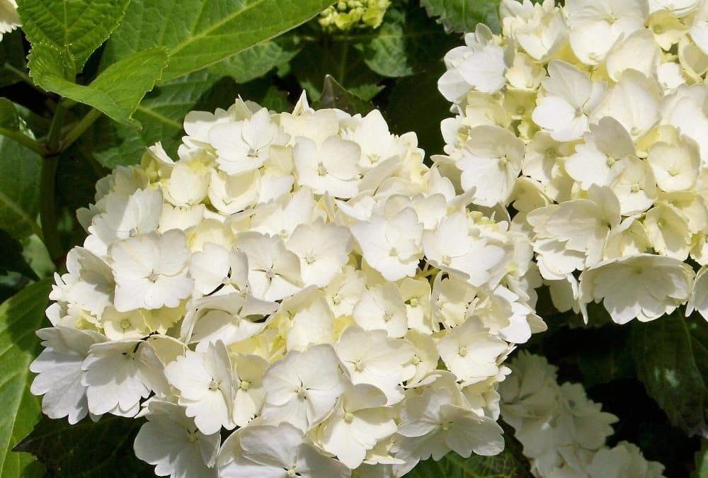 How to Choose the Right Hydrangea