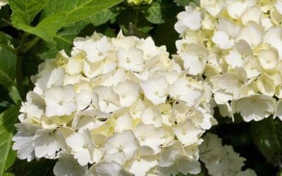 How to Choose the Right Hydrangea