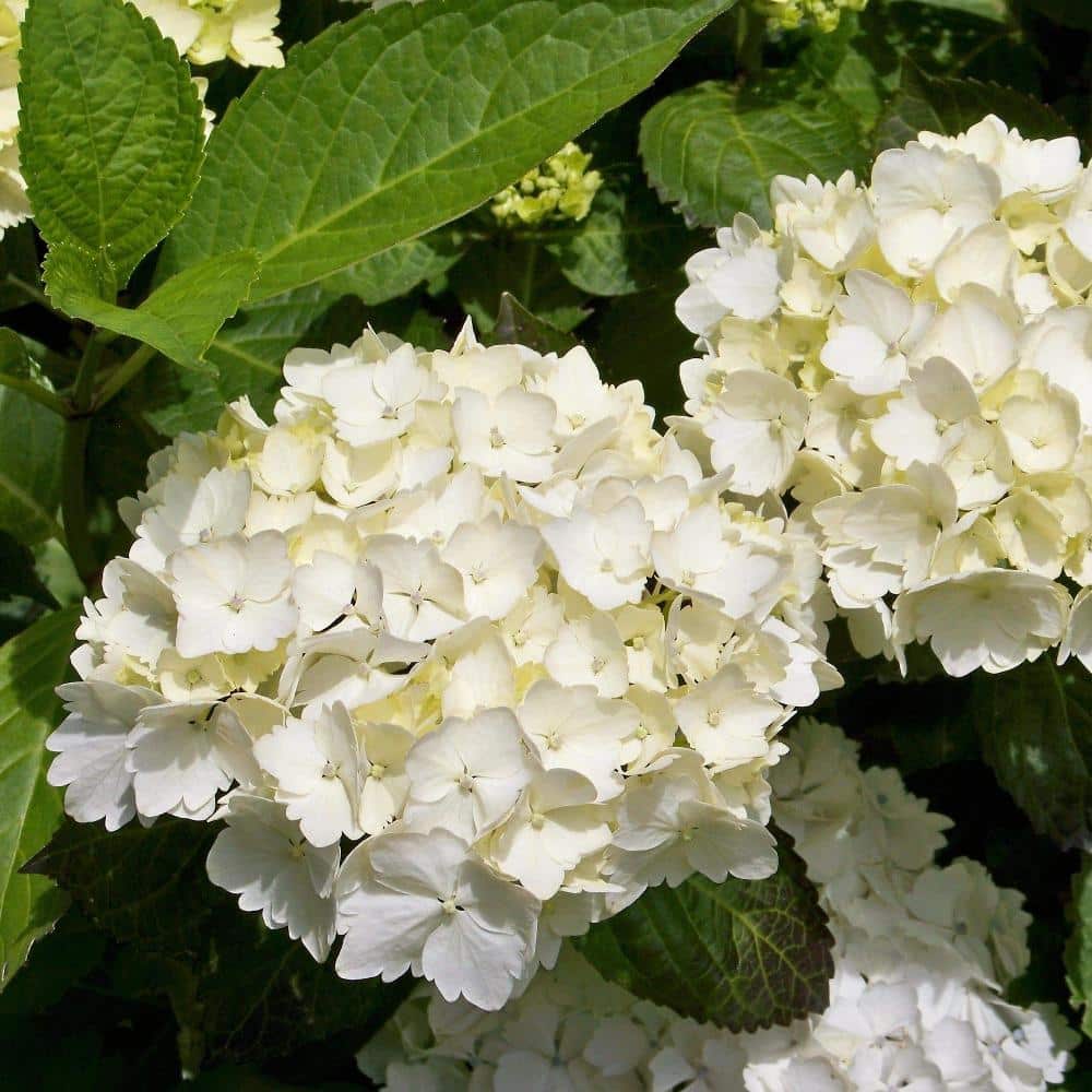 Endless Summer Blushing Bride’ Hydrangea macrophylla