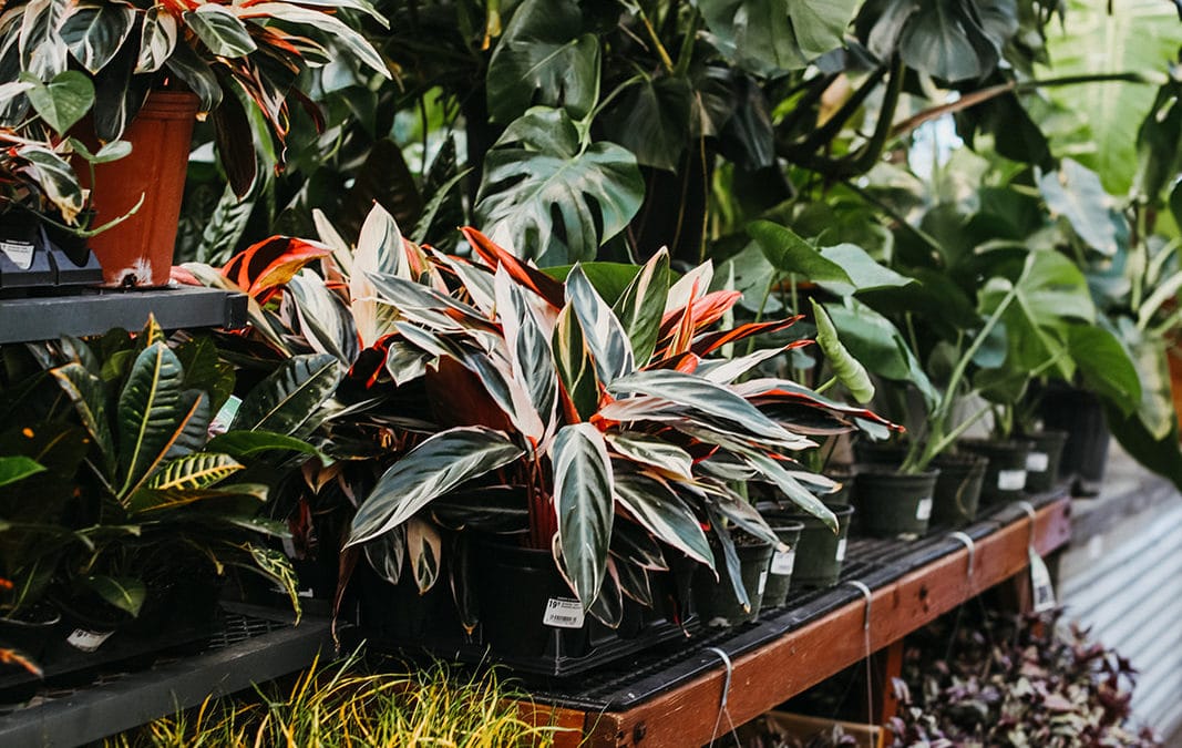 Time to Bring Houseplants Indoors: 5 Steps to Follow