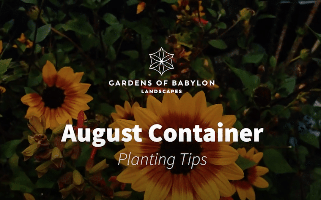 August Container Planting Tips