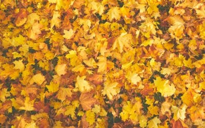 5 Reasons Why Fall is the Best Season for Planting